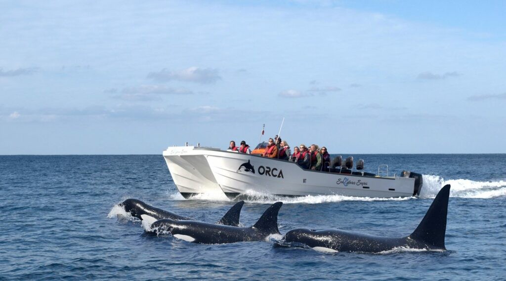 Leisure activities Sea explorer Sagres - Excursions en bateau